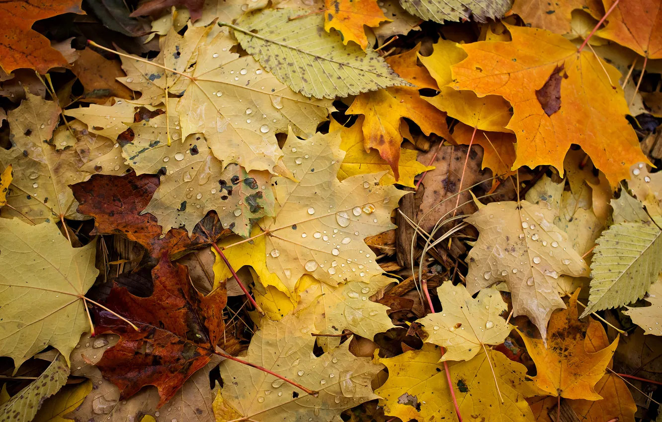 Фото обои осень, капли, макро, листва
