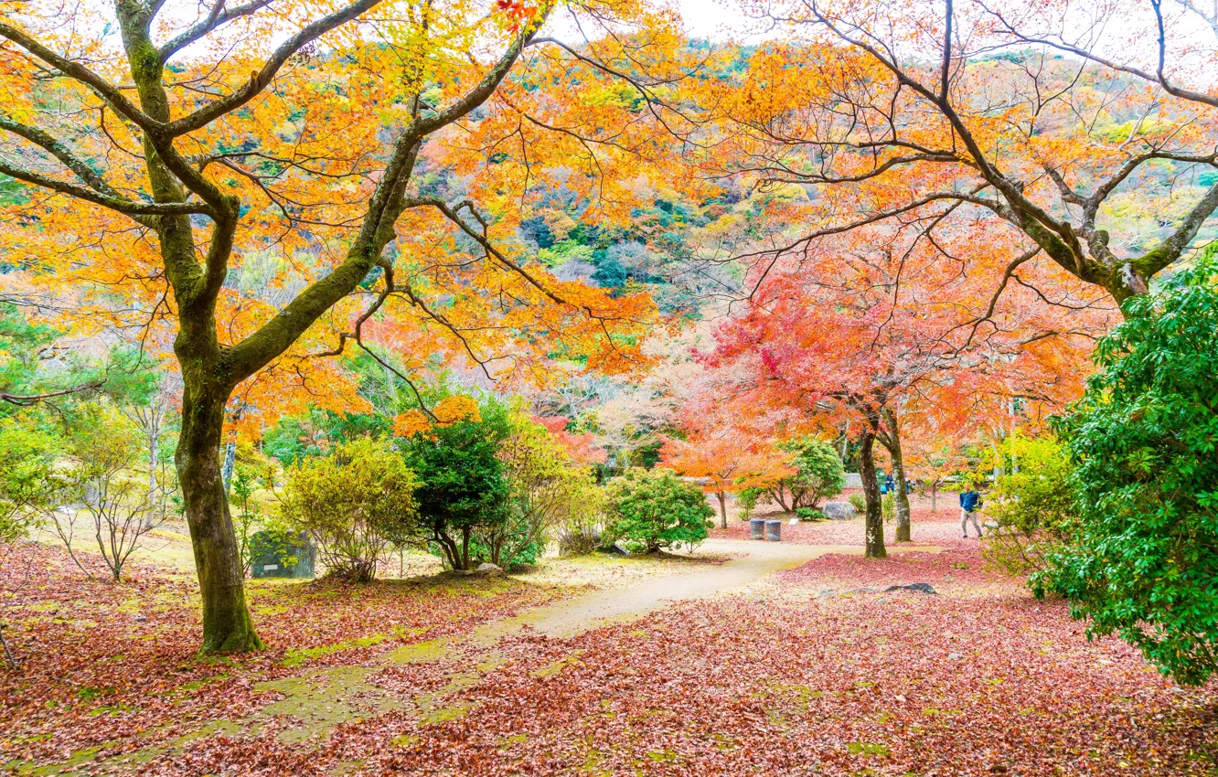 Фото обои осень, лес, листья, деревья, парк, colorful, forest, landscape