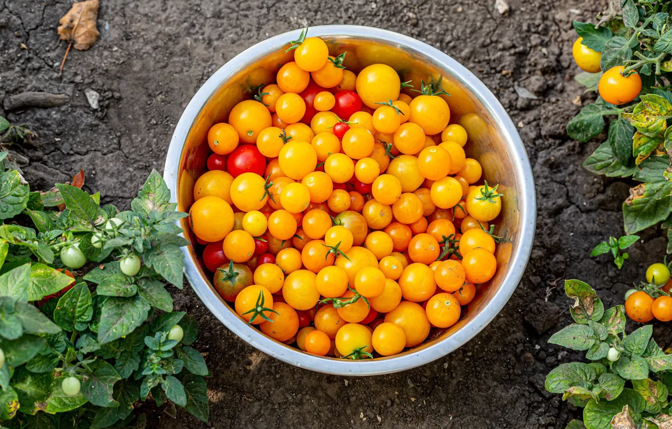Фото обои урожай, миска, помидоры, жёлтые помидоры
