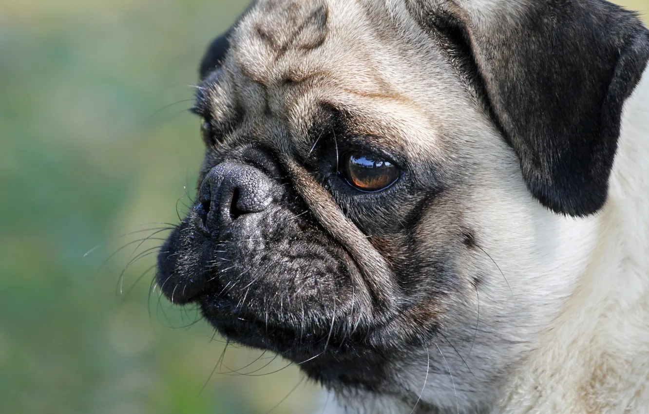Фото обои животные, Dog, Animals, Cобака, Animales, Pug Dog