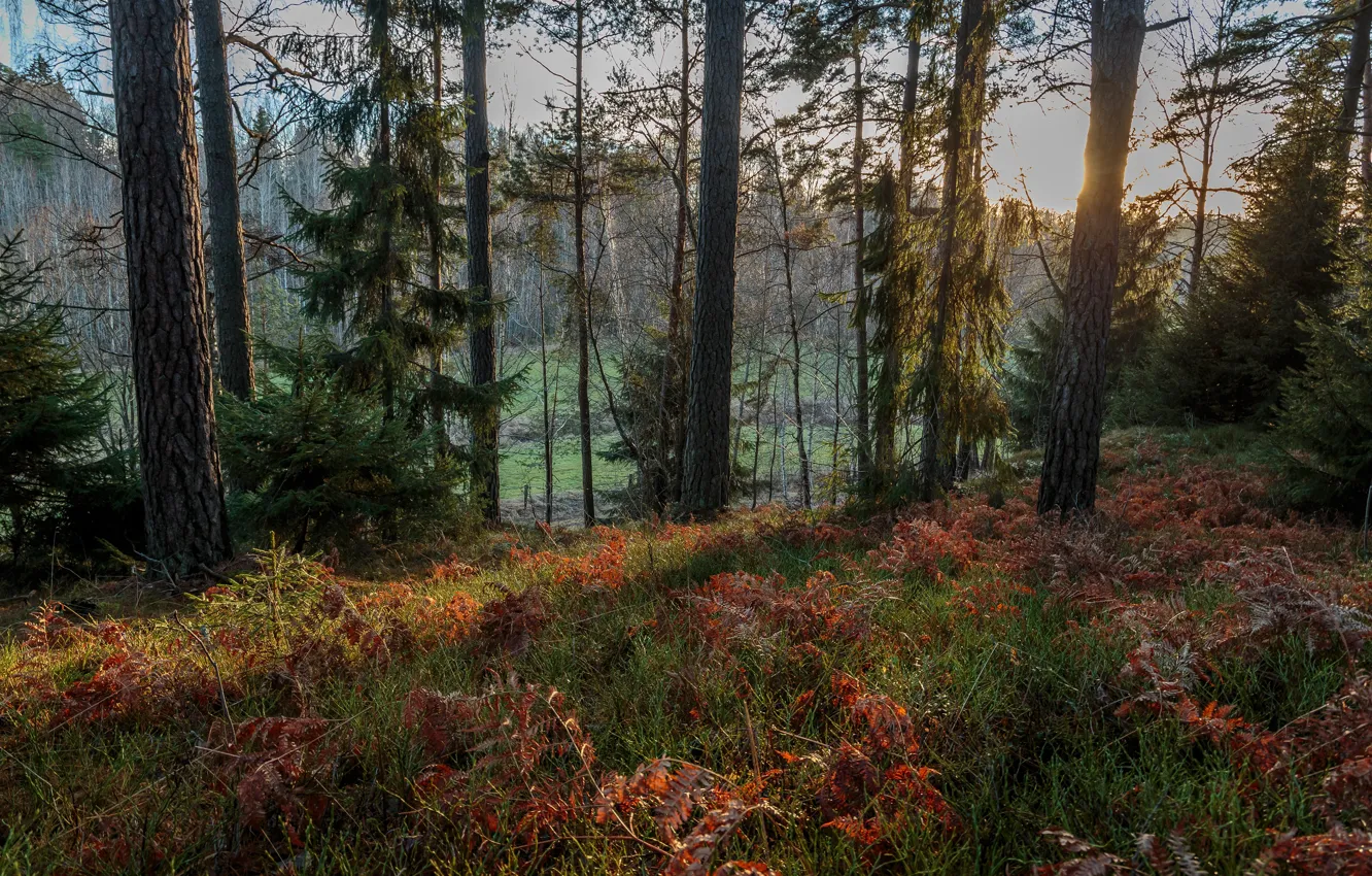 Фото обои осень, лес, трава, солнце, деревья, Швеция