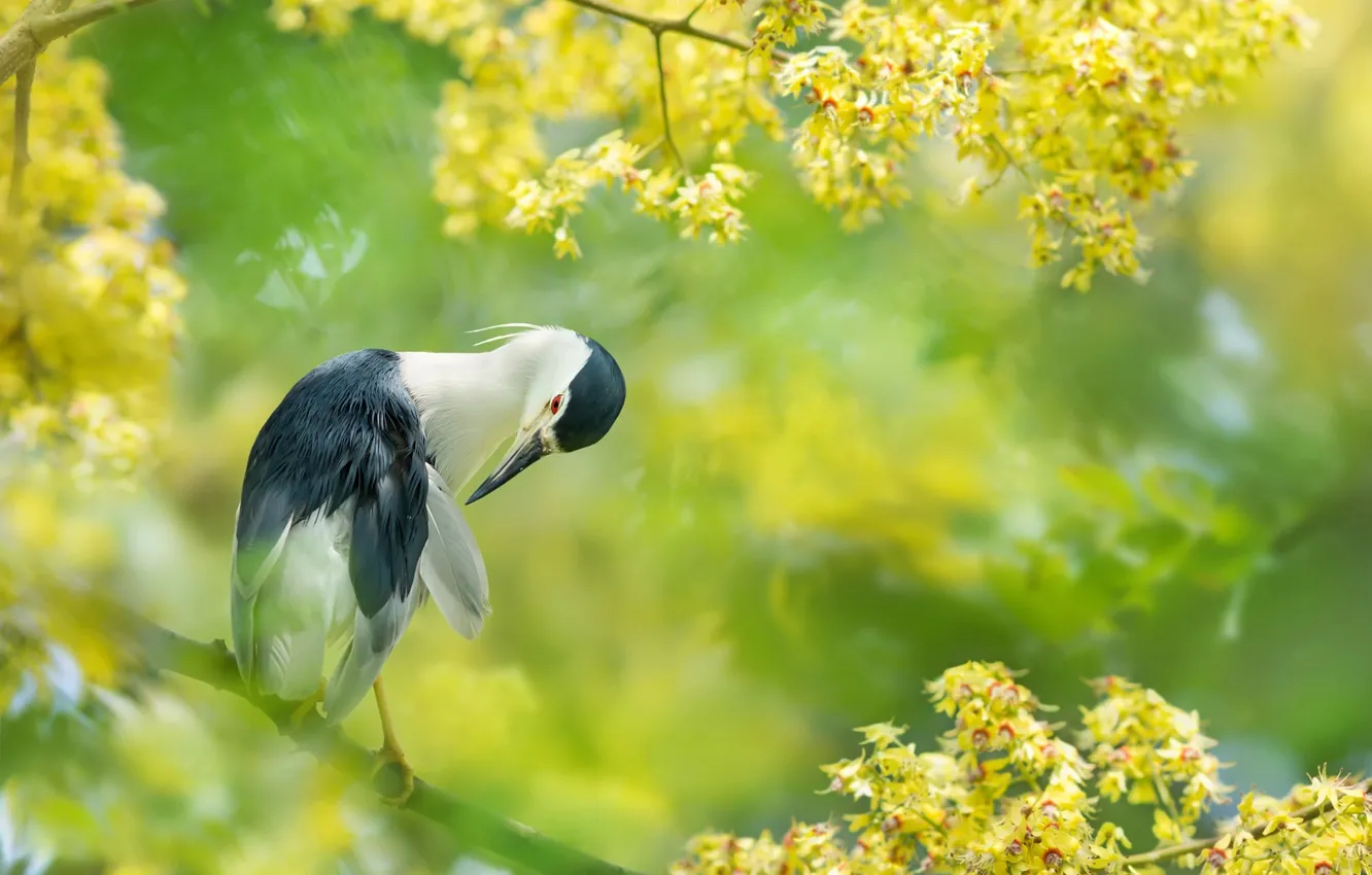 Фото обои ветки, тропики, птица, Тайвань, цветение, FuYi Chen
