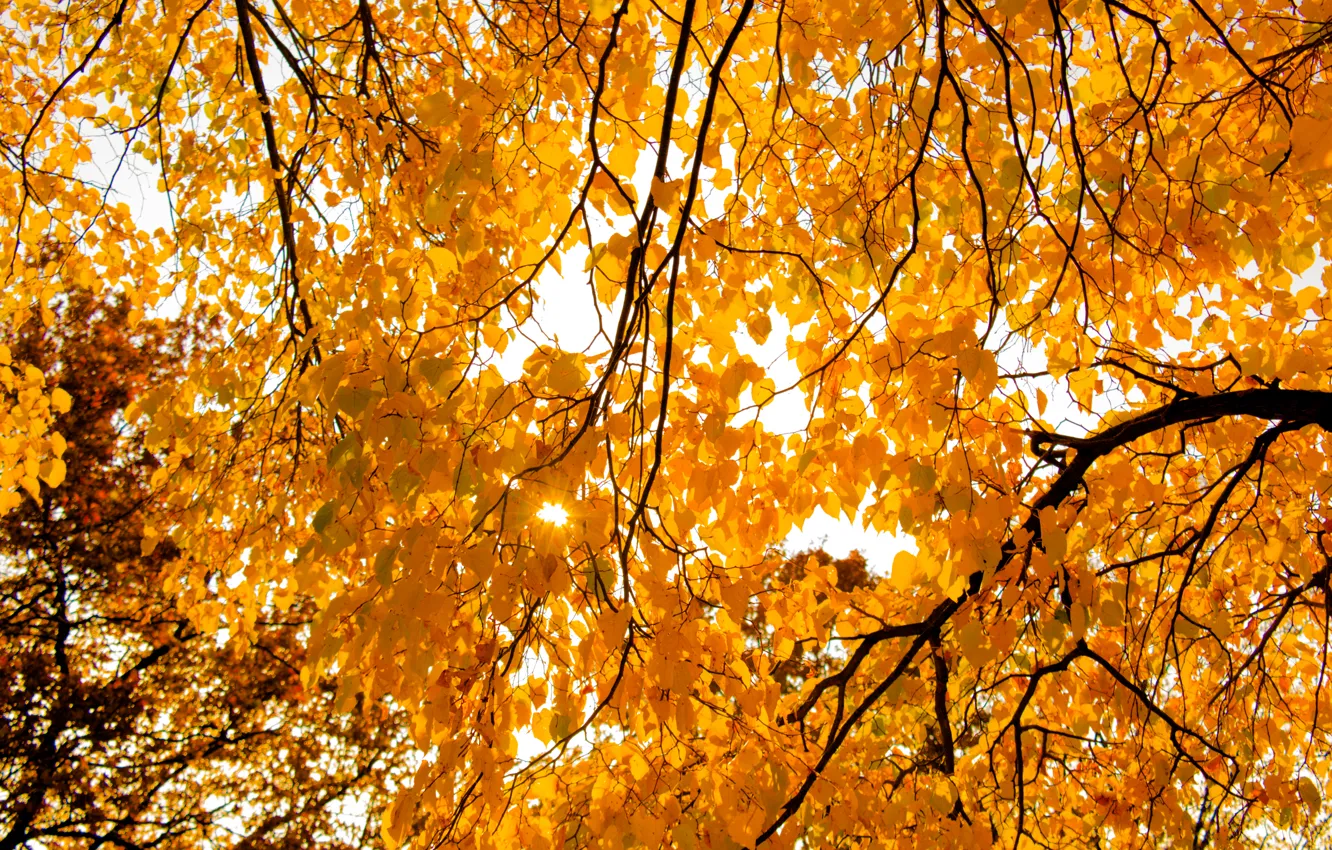 Фото обои Light, Tree, Sun, Autumn, Leaves, Bright, Shining, Sunray
