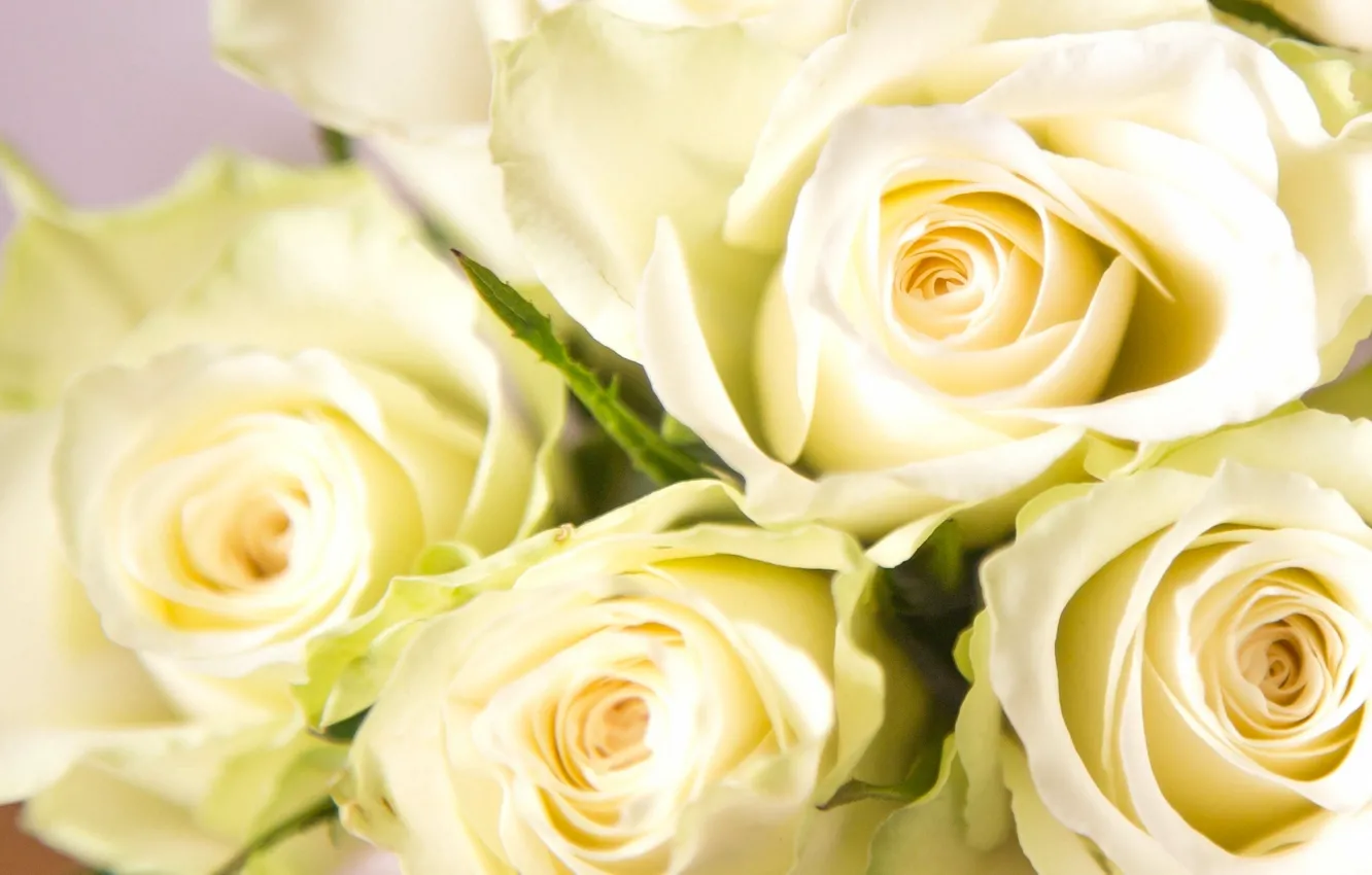Фото обои макро, розы, бутоны, белые розы