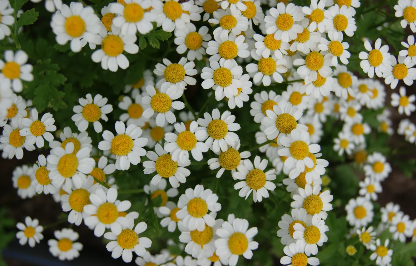 Фото обои зелень, цветы, ромашки