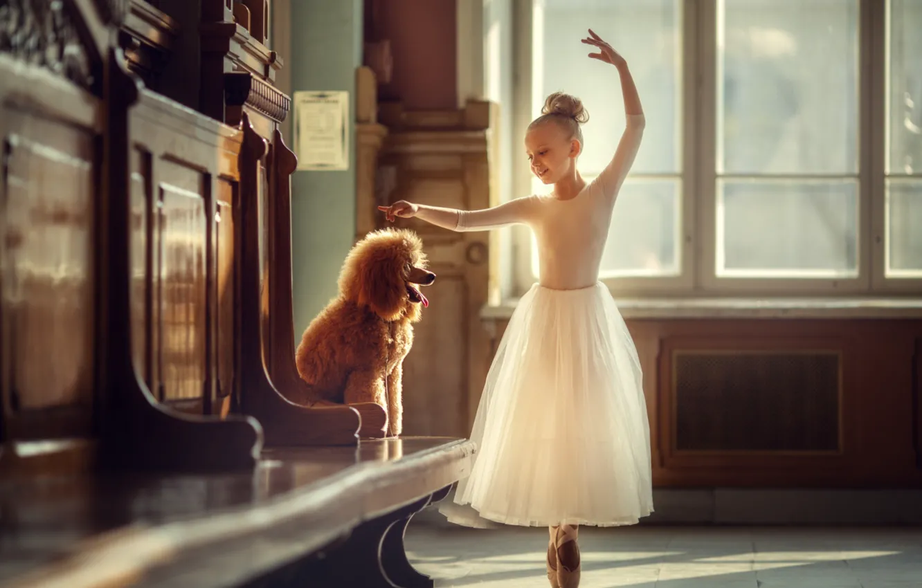 Фото обои танец, собака, платье, девочка, балерина, пудель, пуанты