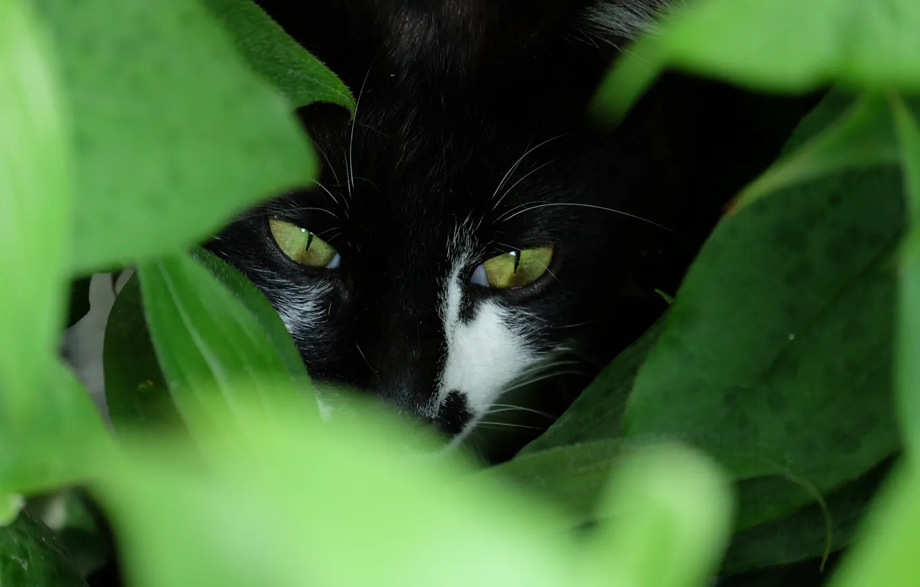 Фото обои зелень, глаза, кот, взгляд, котэ