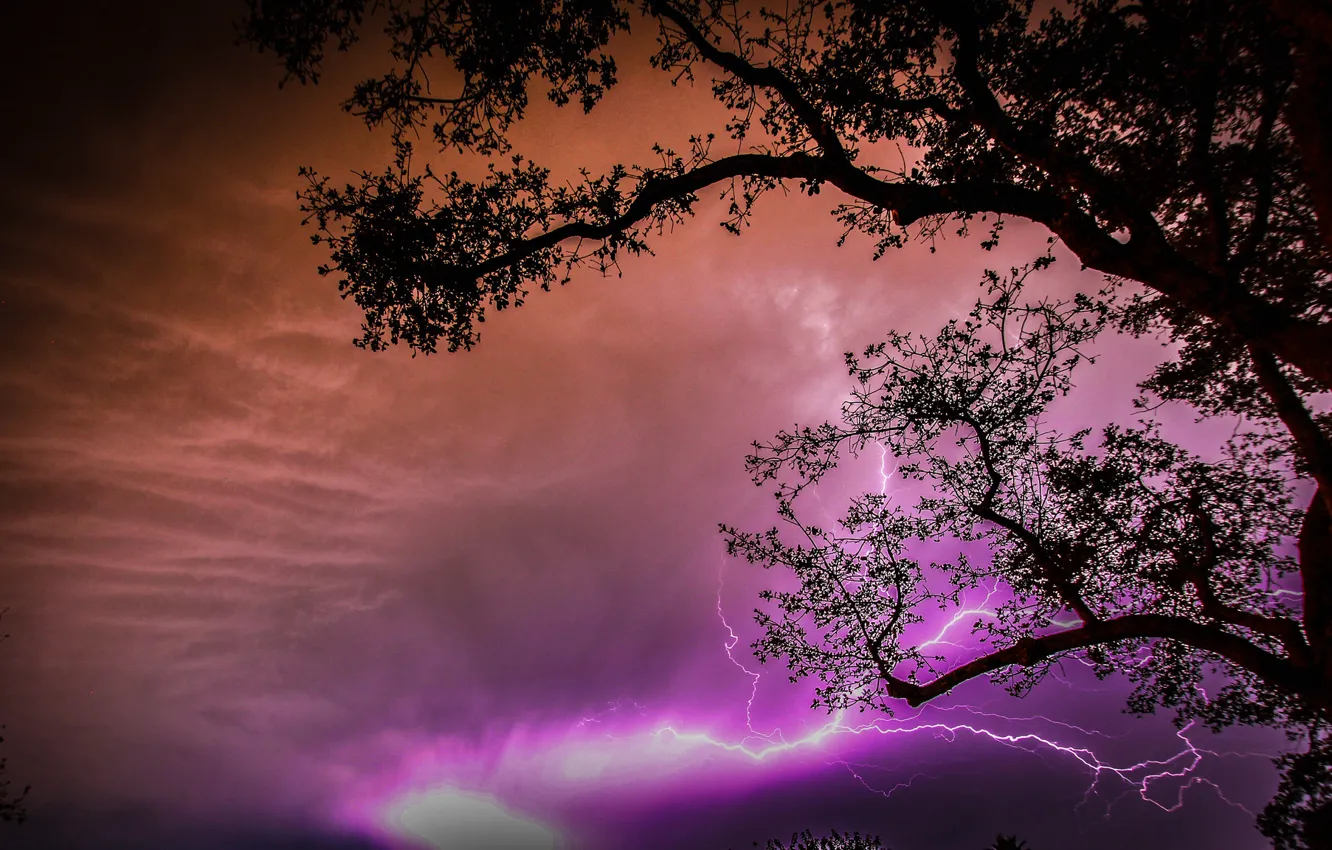 Фото обои небо, облака, ночь, дерево, молния, силуэт