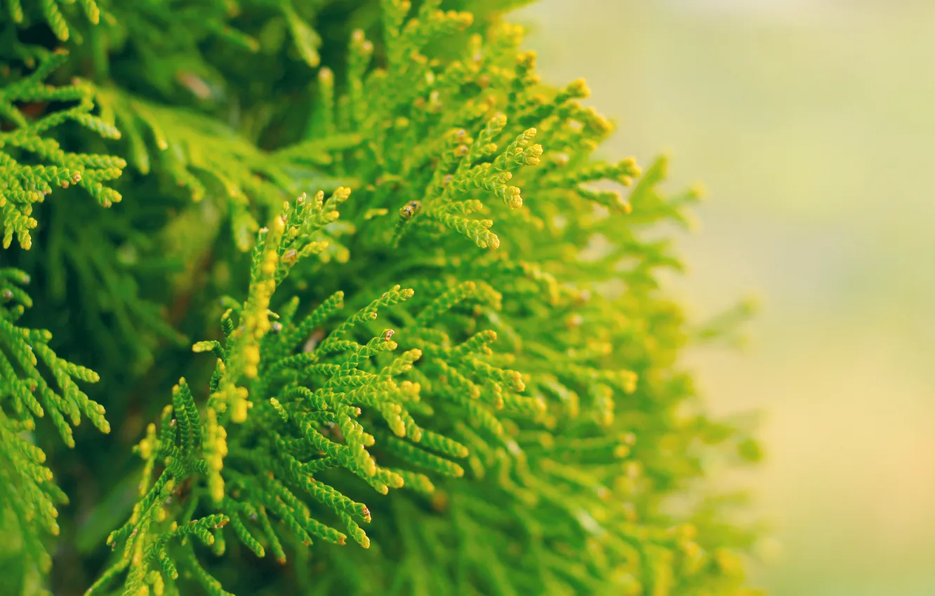 Фото обои green, twig, thuja