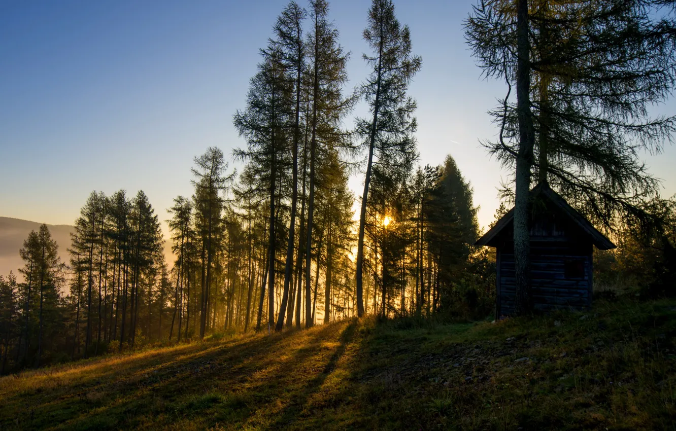 Фото обои лес, дом, утро
