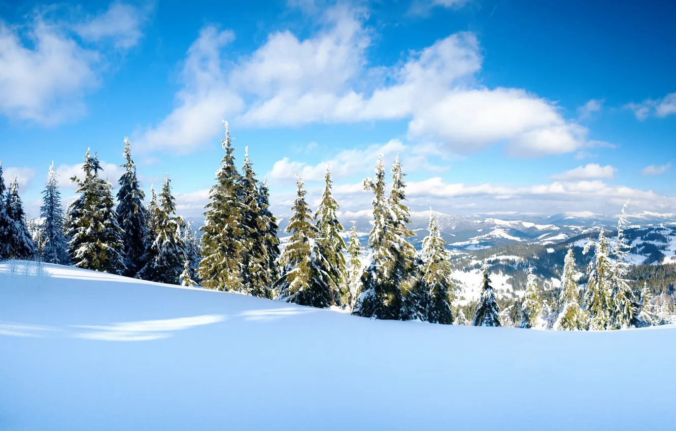 Фото обои зима, снег, деревья, фото, дерево, пейзажи, вид, ель