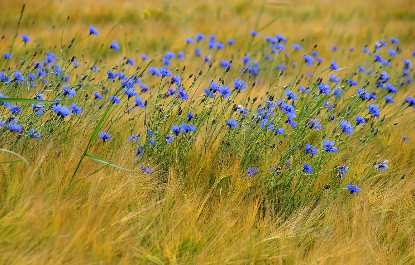 Фото обои голубые, колосья, полевые цветы