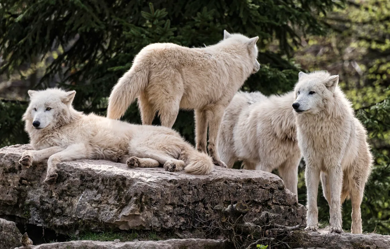 Фото обои белый, ветки, природа, камни, отдых, волк, ель, стая