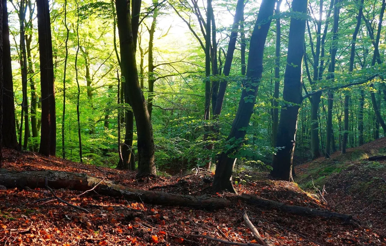 Фото обои green, forest, tree