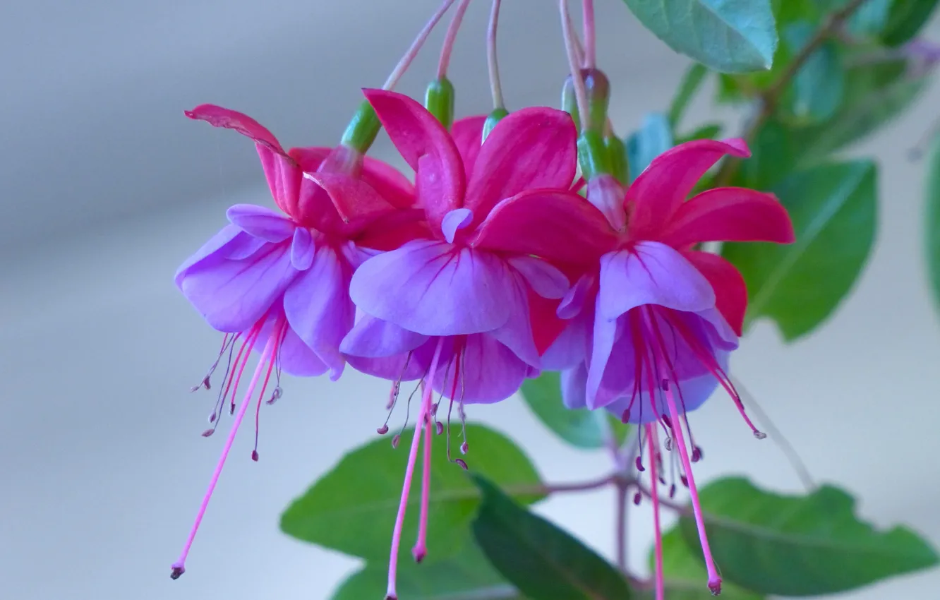 Фото обои макро, цветы, фуксия