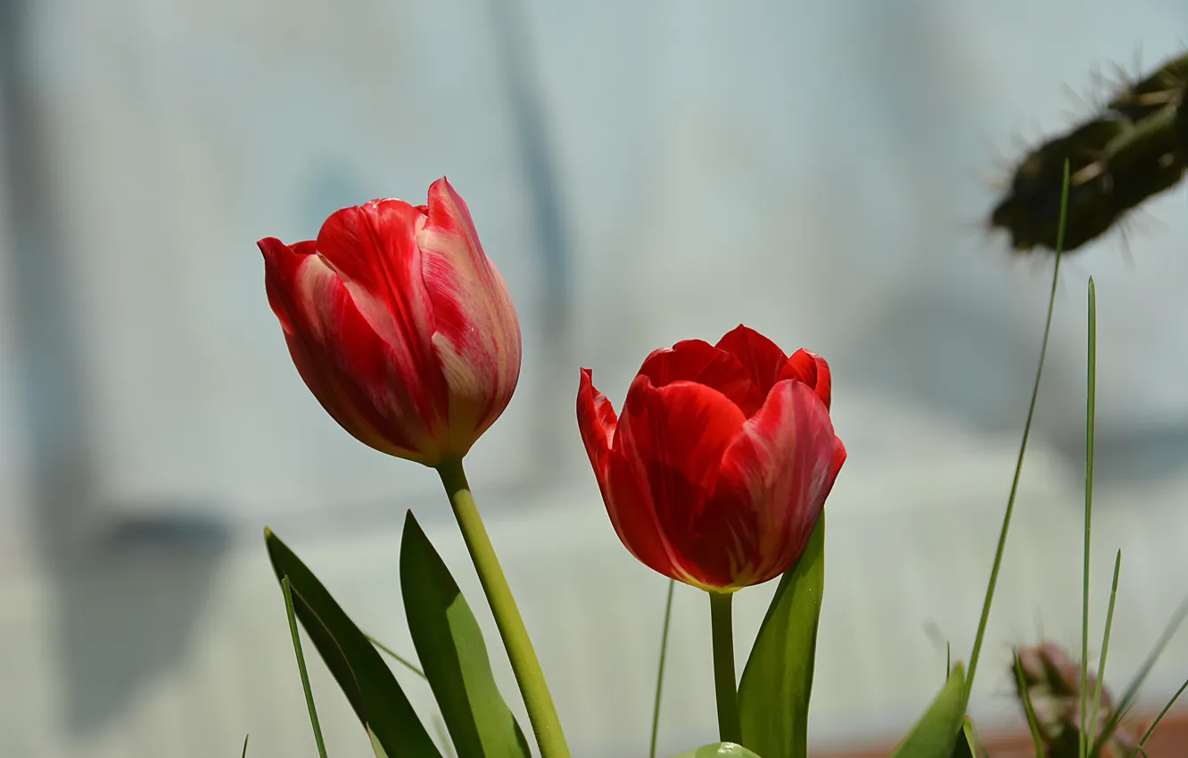 Фото обои Весна, Spring, Red tulips, Красные тюльпаны