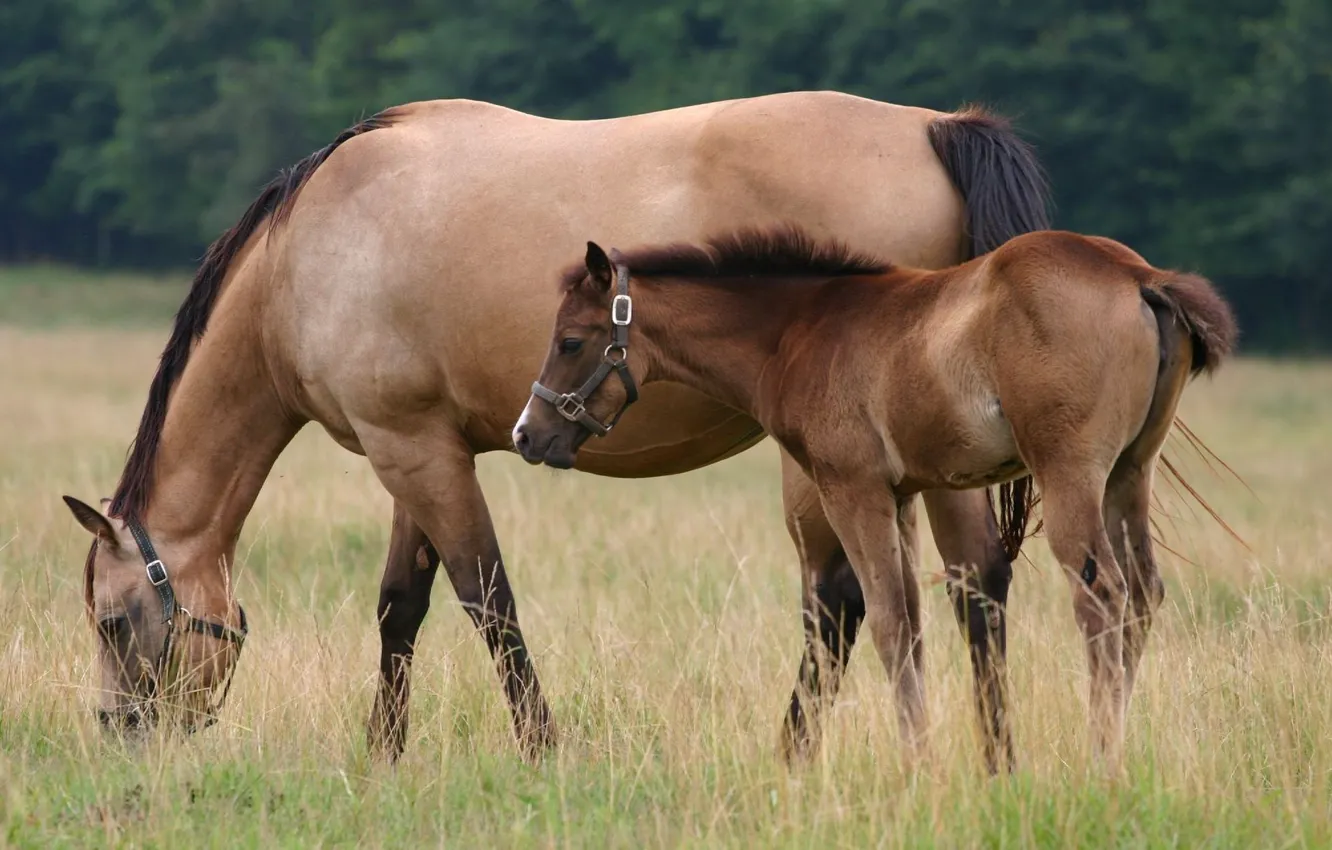 Фото обои трава, лошадь, пастбище, жеребенок
