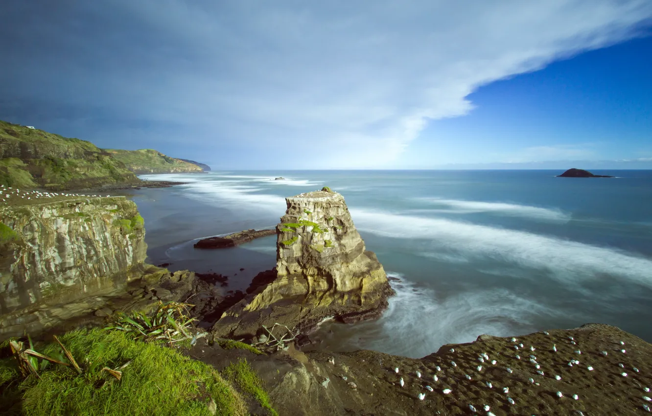 Фото обои New Zealand, Auckland, Muriwai Beach, Australasian gannet colony