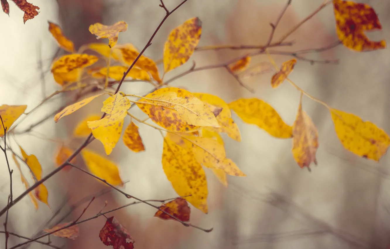 Фото обои осень, листья, деревья, природа, trees, autumn, осенний лес, autumn colors