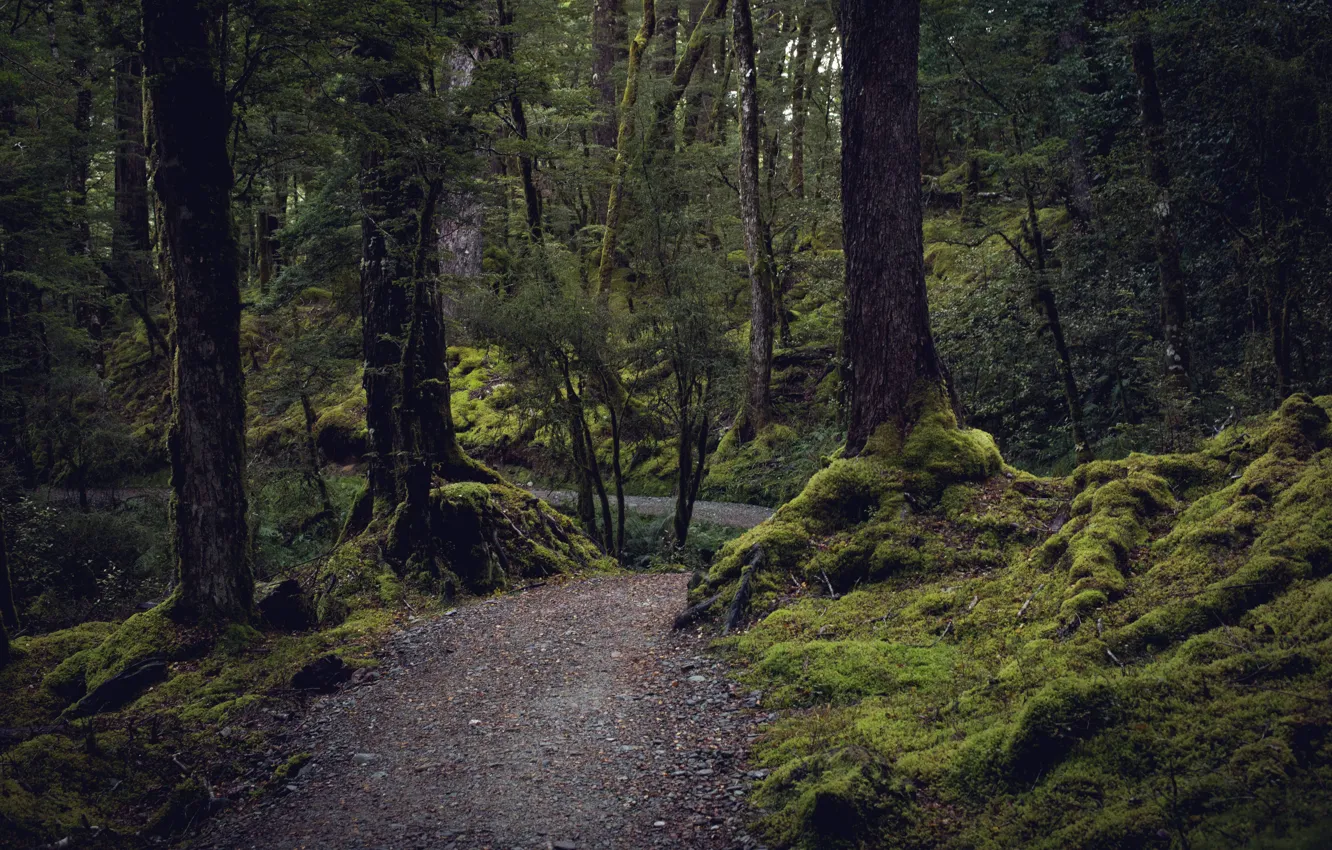 Фото обои лес, деревья, природа, мох, Новая Зеландия, тропинка, New Zealand, Routeburn Track