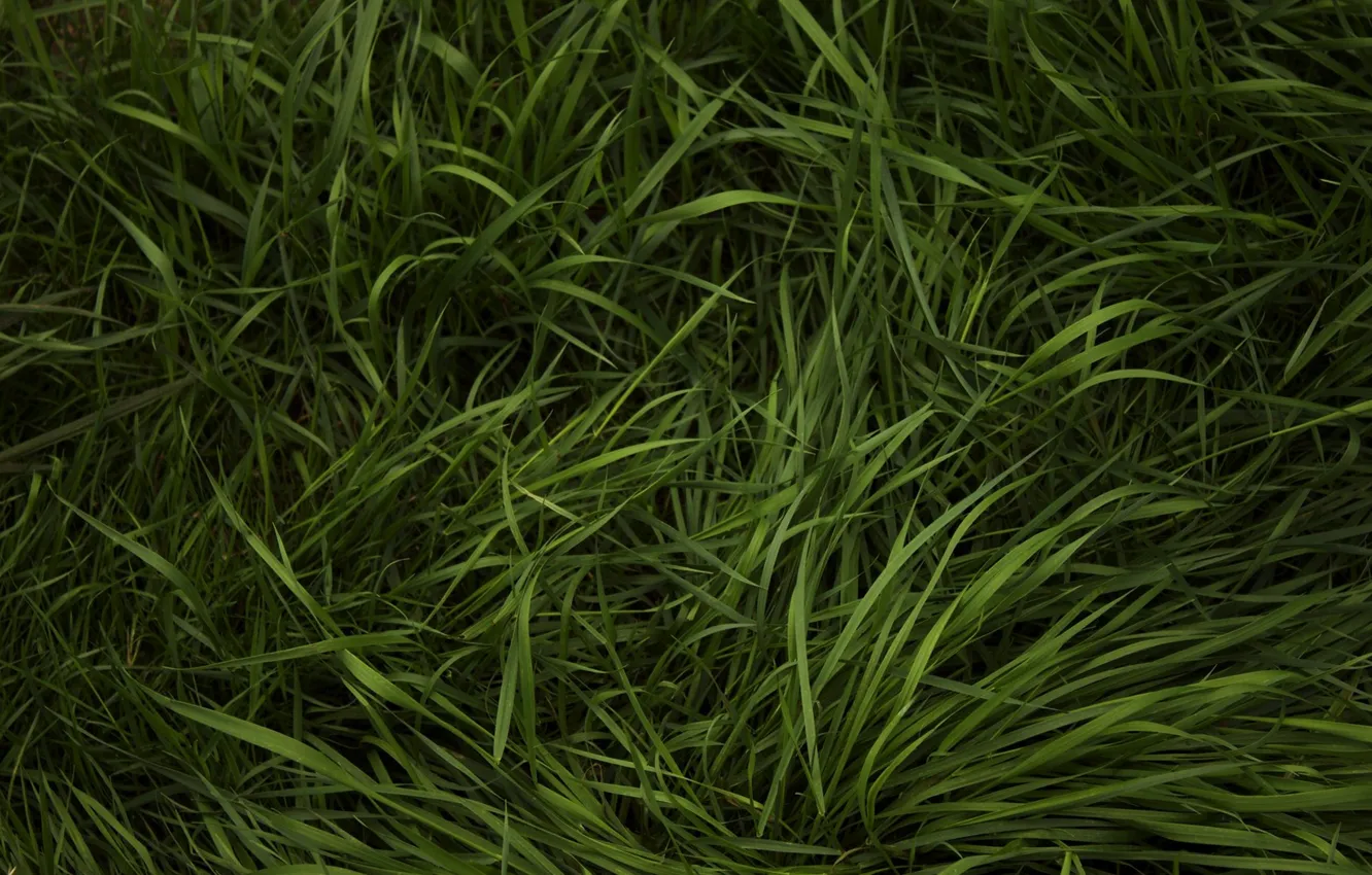 Фото обои зелень, трава, травка