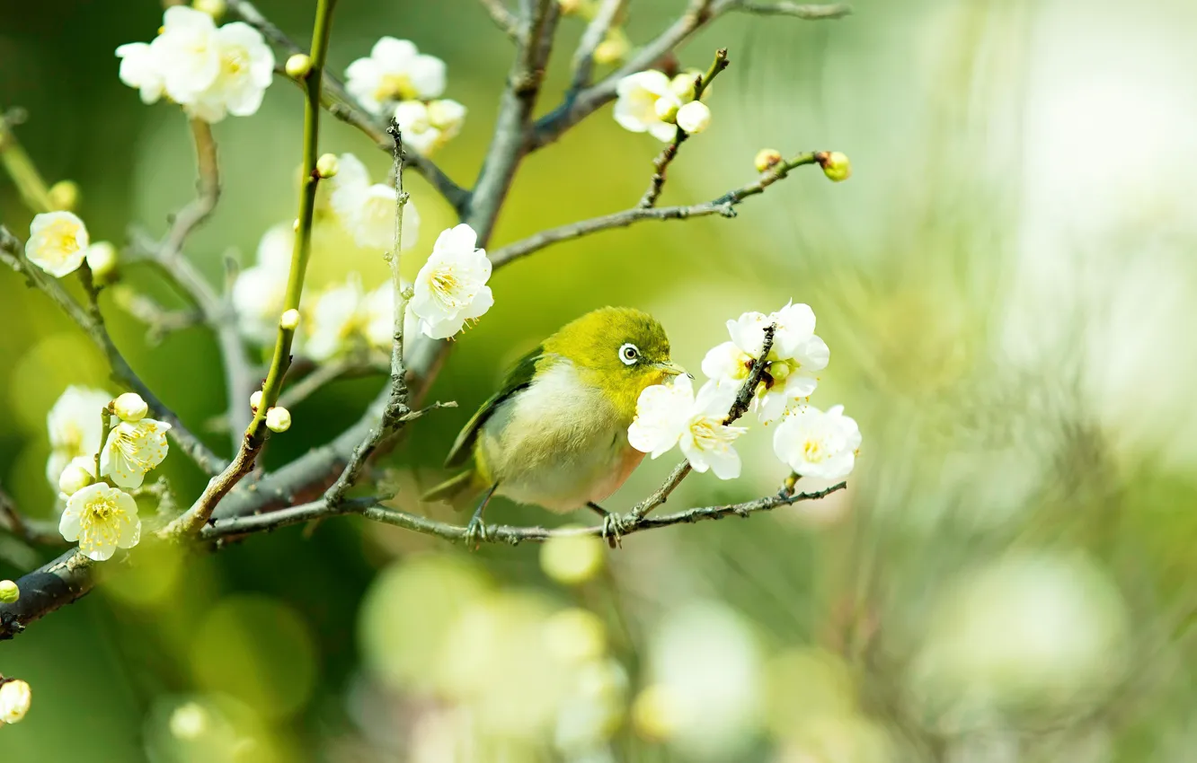 Фото обои зелень, цветы, ветки, птица, красота, размытие, весна, сакура