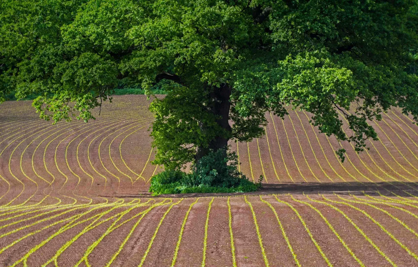Фото обои поле, Уэльс, дуб черешчатый, Монмутшир