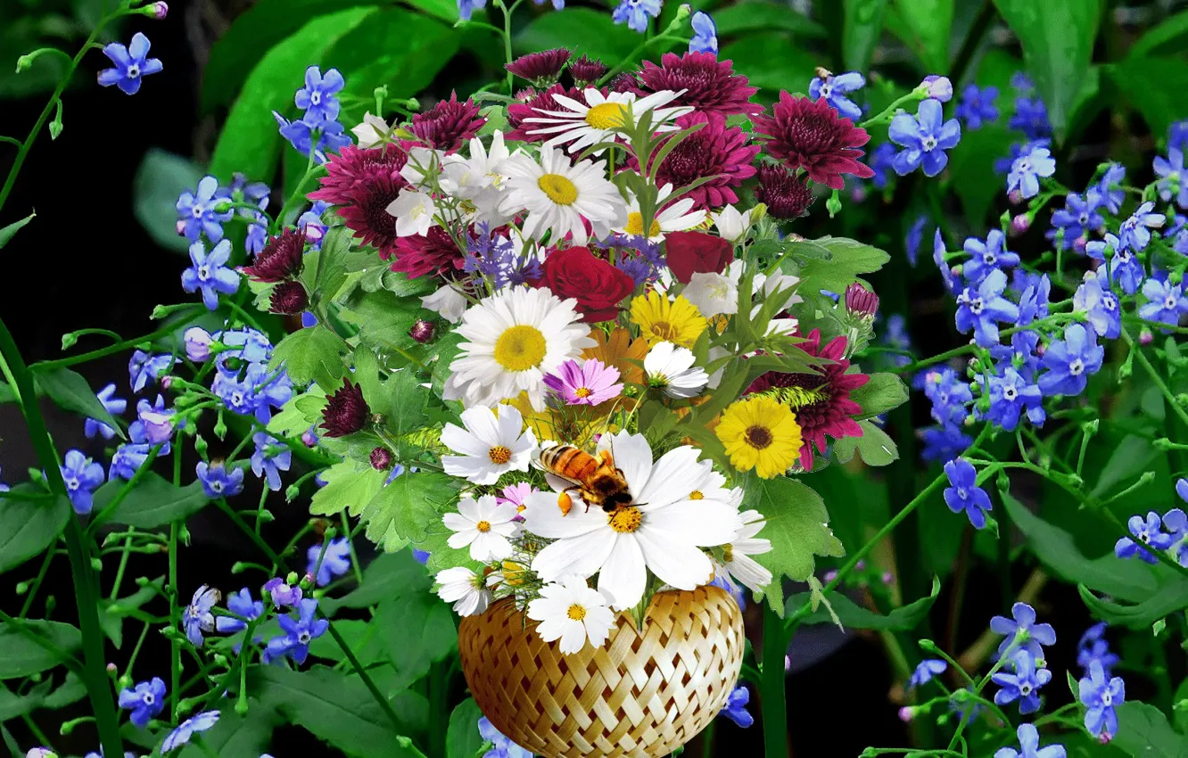 Фото обои фон, ромашки, букет, полевые, луговые цветы, Васильки