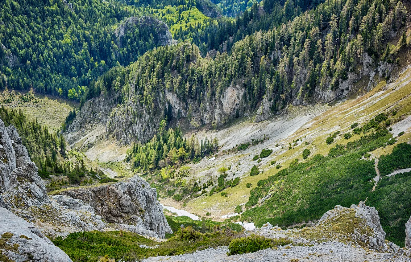 Фото обои лес, горы, Austria, Alps, Южный склон Schneeberg