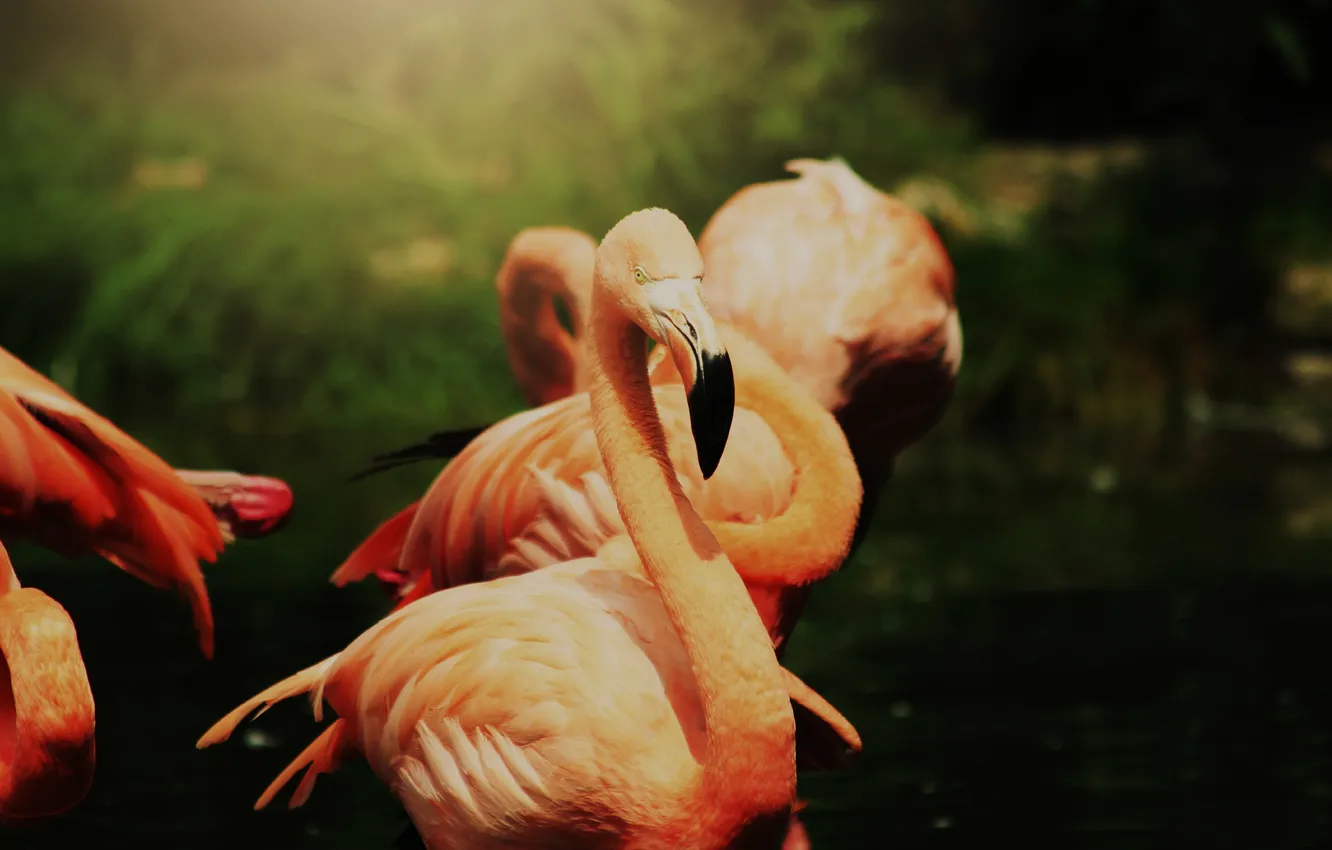 Фото обои птица, перья, фламинго