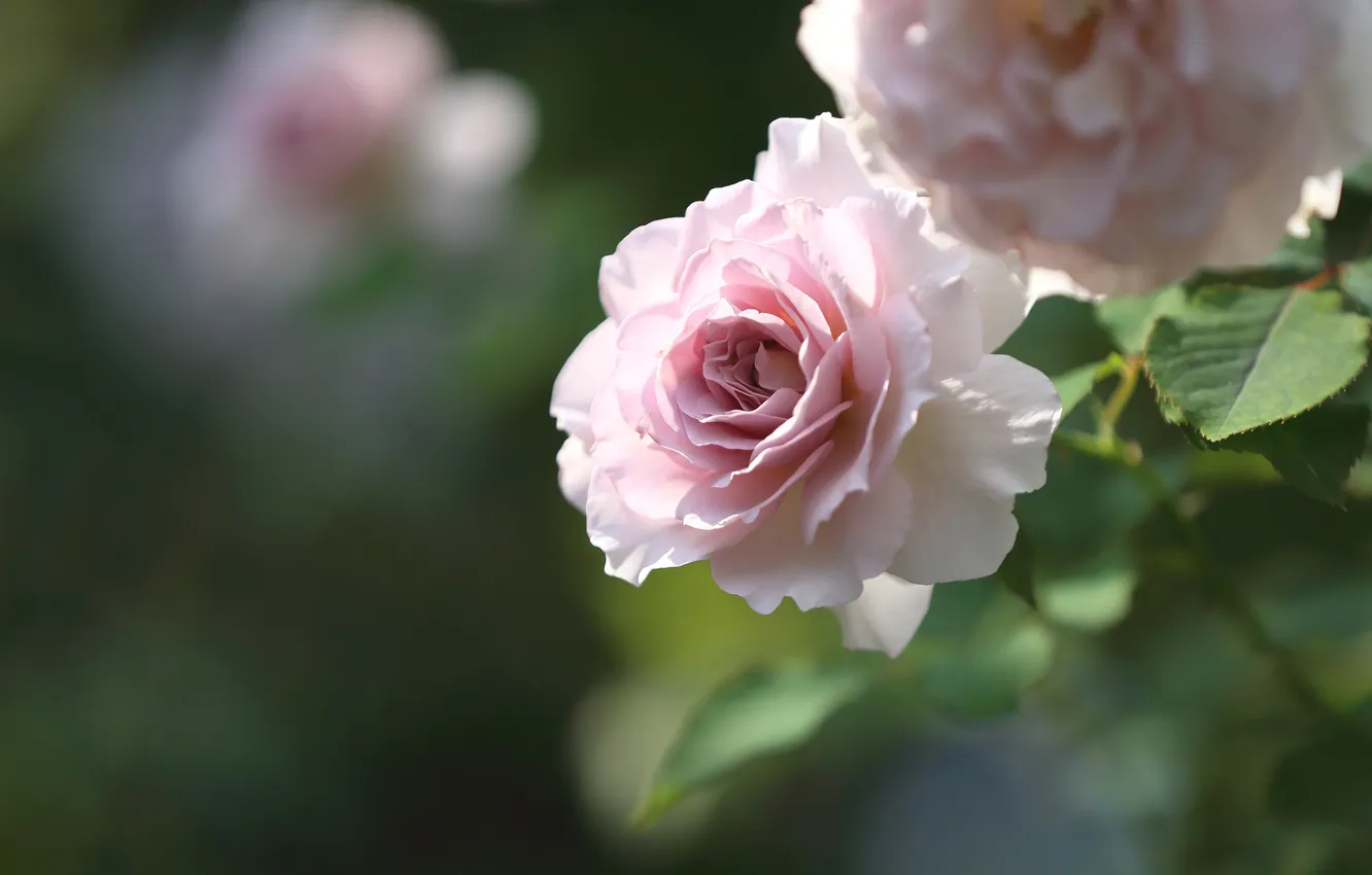 Фото обои макро, розовый, нежность, роза
