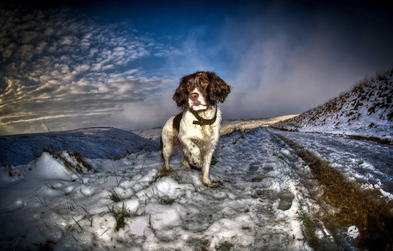 Фото обои зима, взгляд, друг, собака