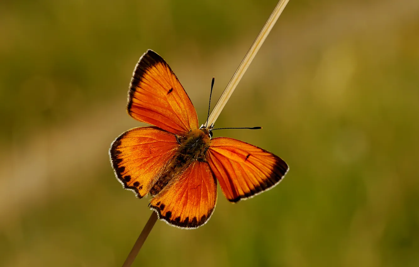 Фото обои фон, бабочка, травинка