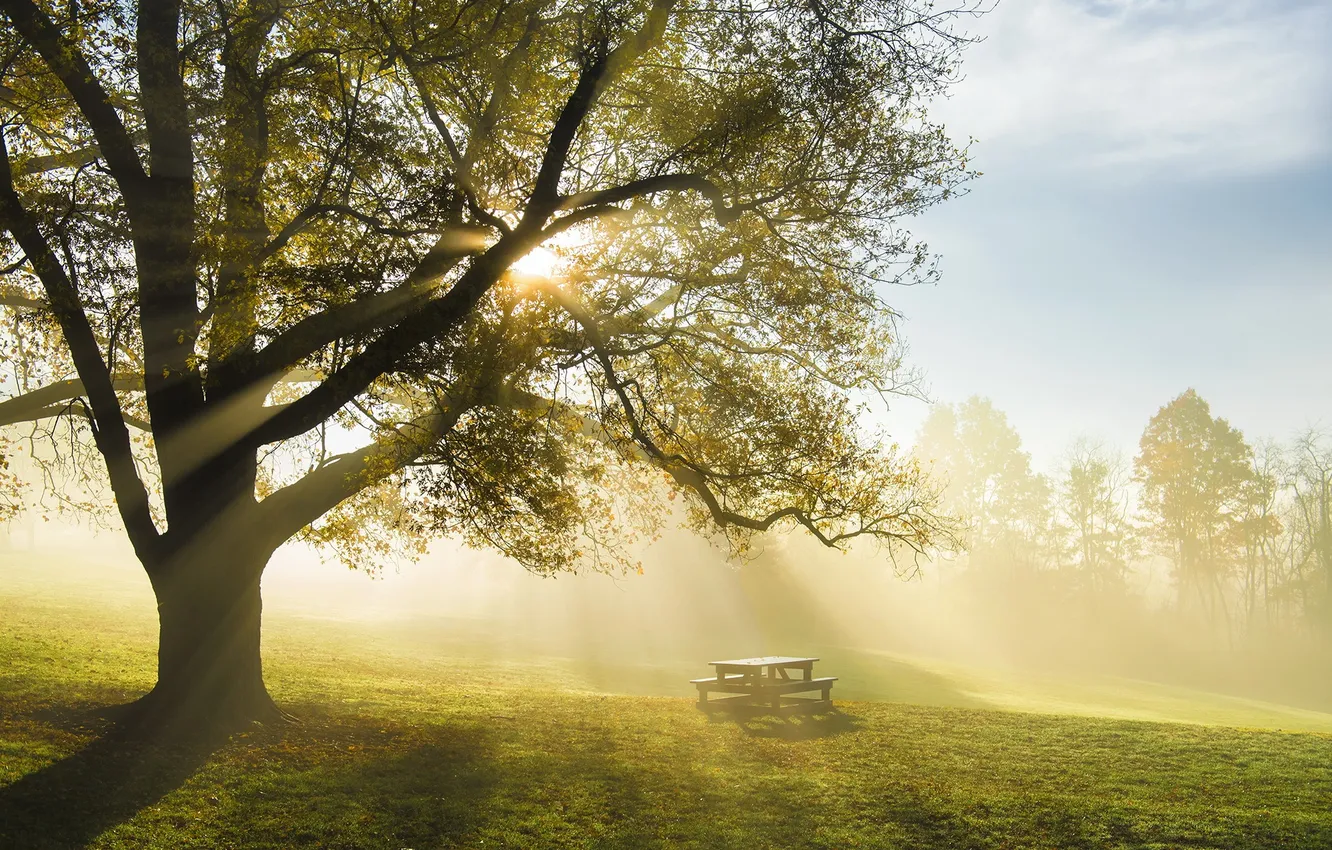 Фото обои свет, туман, парк, стол, дерево, утро, скамья