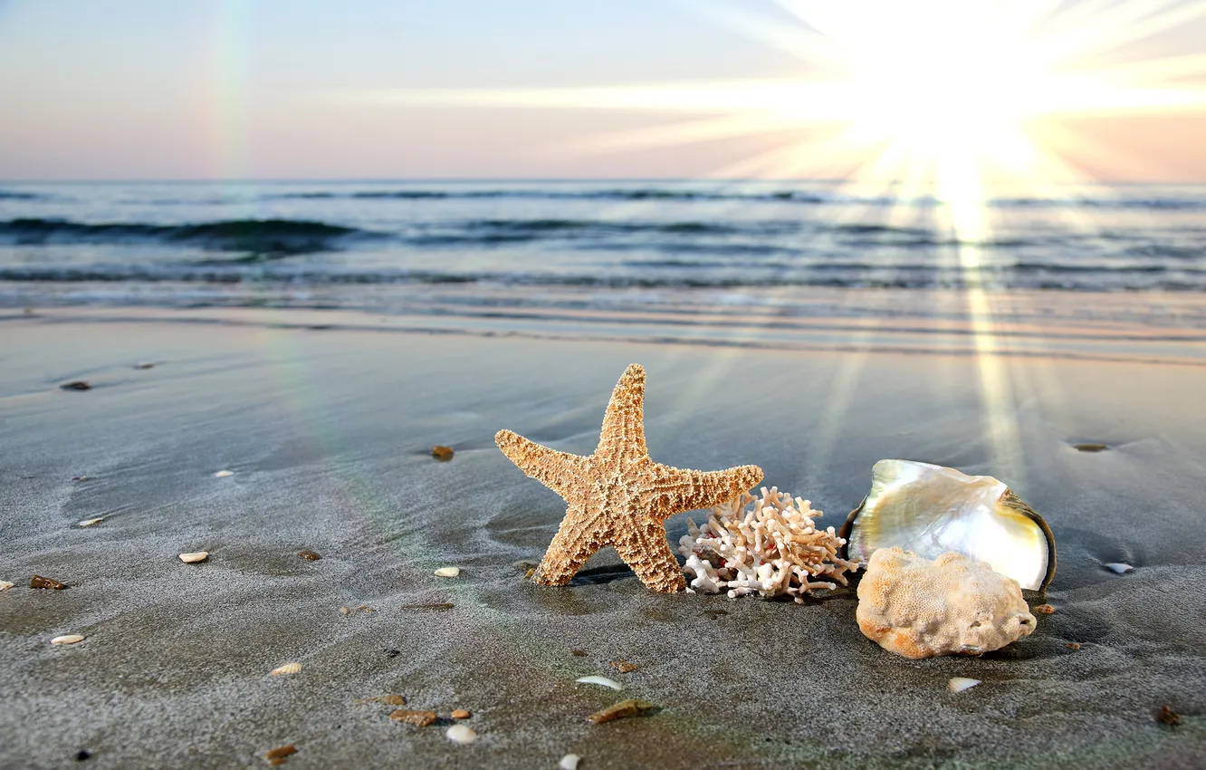 Фото обои песок, море, солнце, звезда, раковины