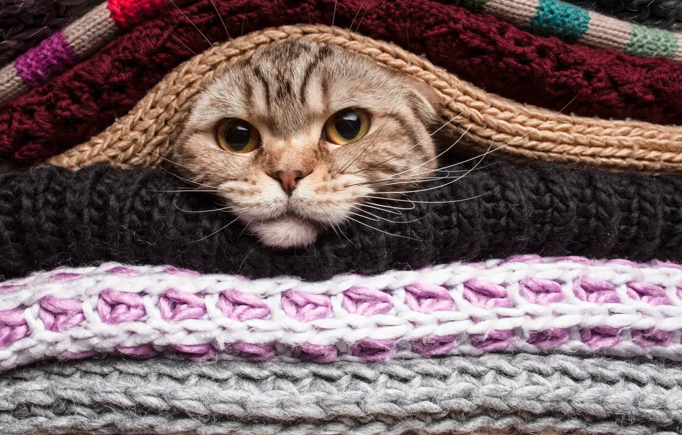 Фото обои глаза, кот, усы, котик, cat, вязание