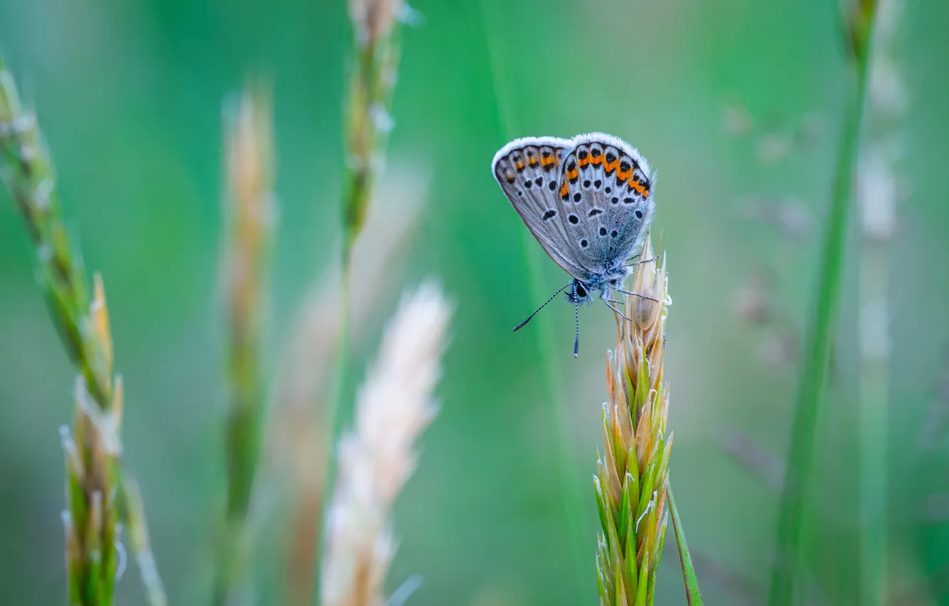 Фото обои Макро, Бабочка, Растение, Насекомое, Macro, Insect, Blue Butterfly, Close-Up