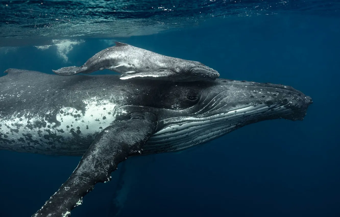 Фото обои море, океан, семья, детеныш кита, горбатый кит