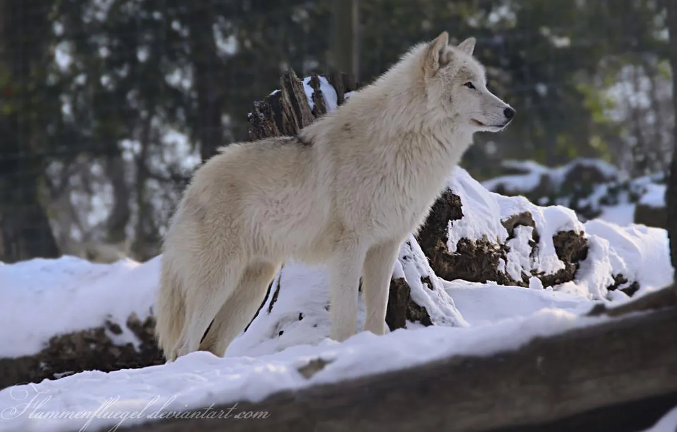 Фото обои nature, snow, predator, face, animal, wolf, wildlife, portrait