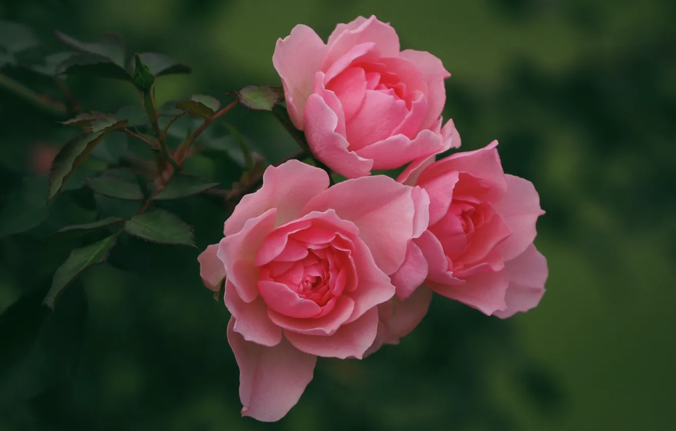 Фото обои розы, розовые, трио