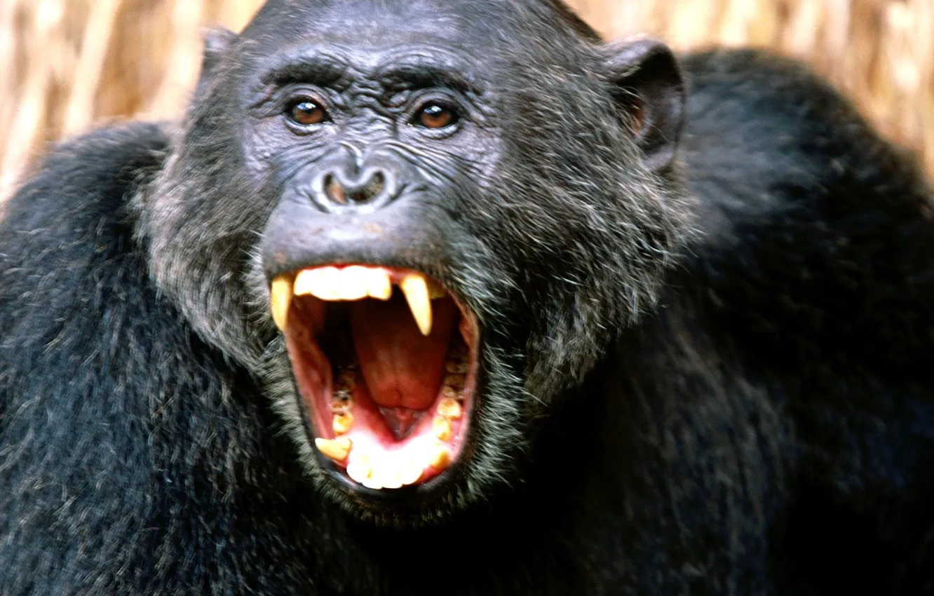 Фото обои Черный, Злой, Шимпанзе, Клыки