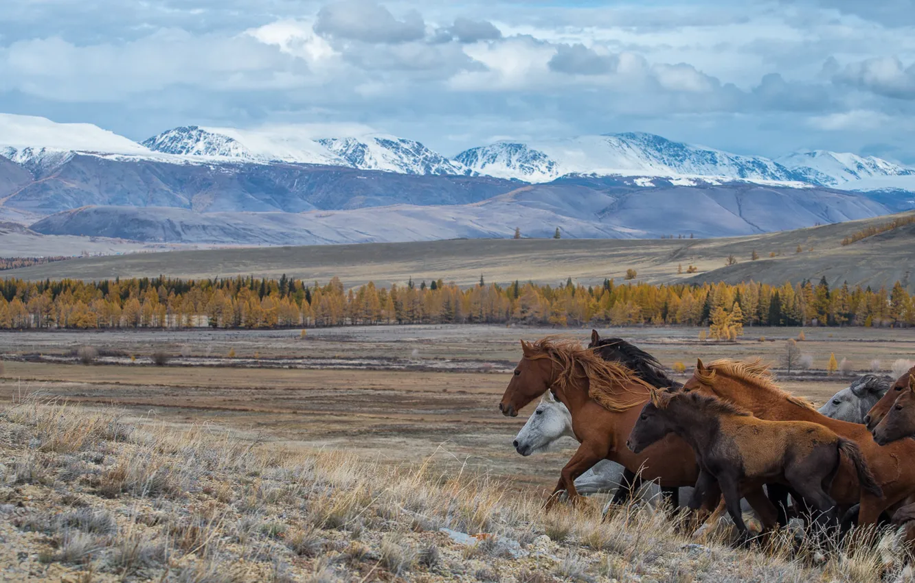 Фото обои степь, кони, бег, Горный Алтай, Алтай, Курайская степь