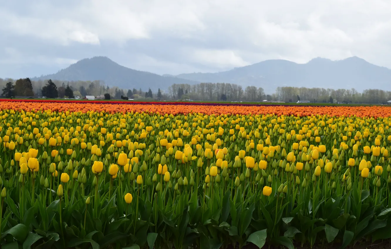 Фото обои поле, холмы, весна, желтые, тюльпаны, много, плантация