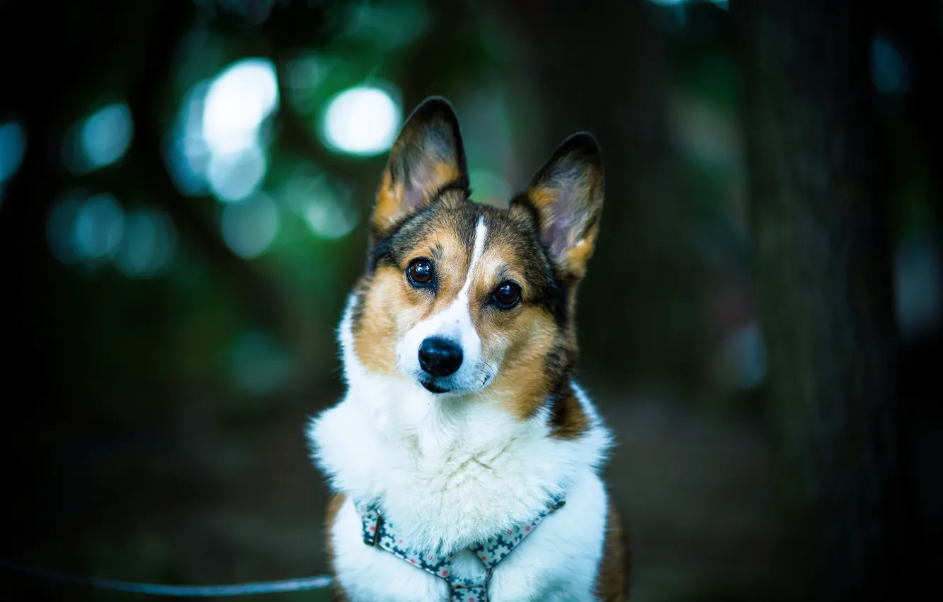 Фото обои взгляд, друг, собака, dog, боке, welsh corgi