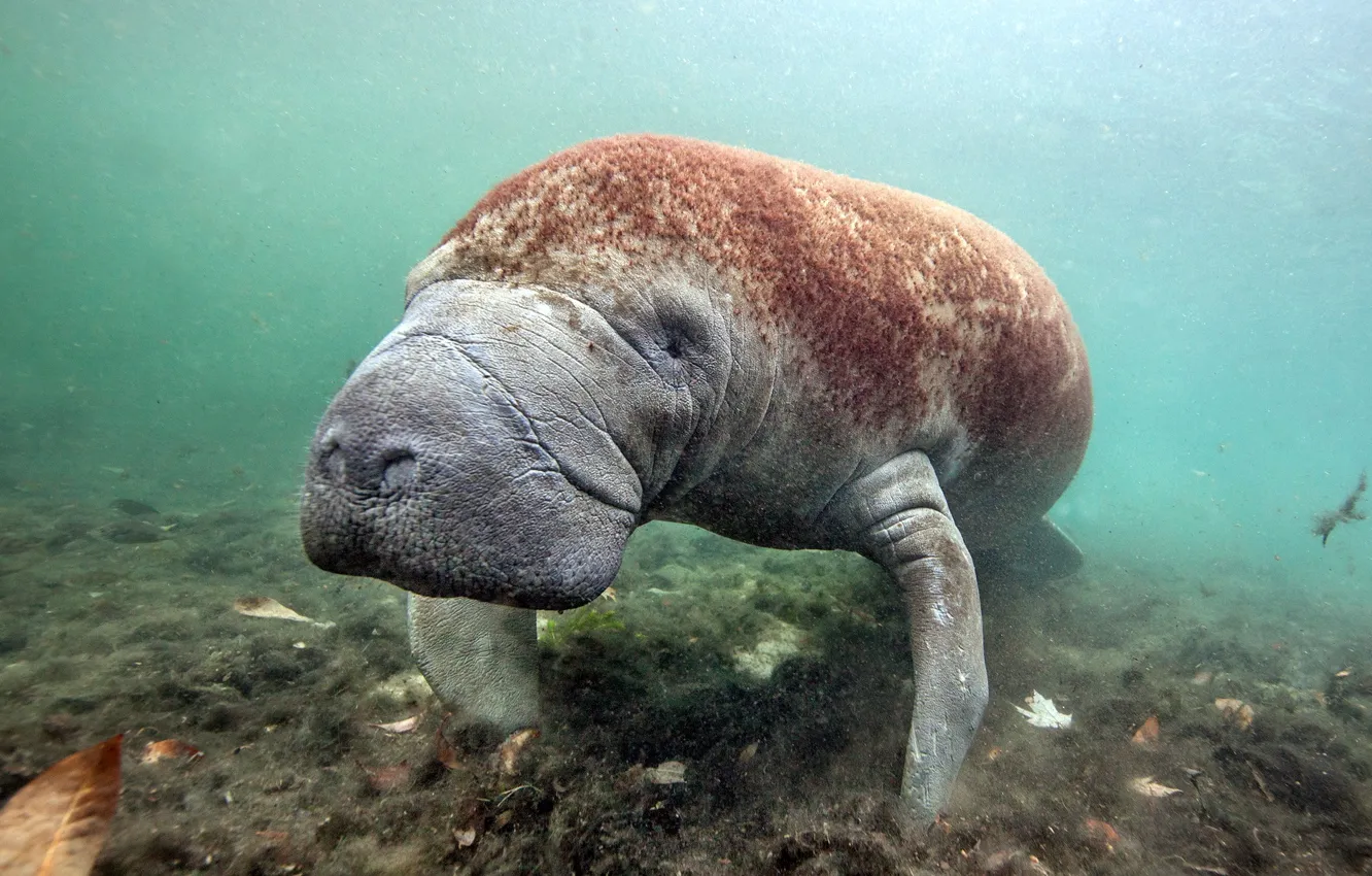 Фото обои ламантин, морская корова, Florida, Crystal River, West Indian Manatee