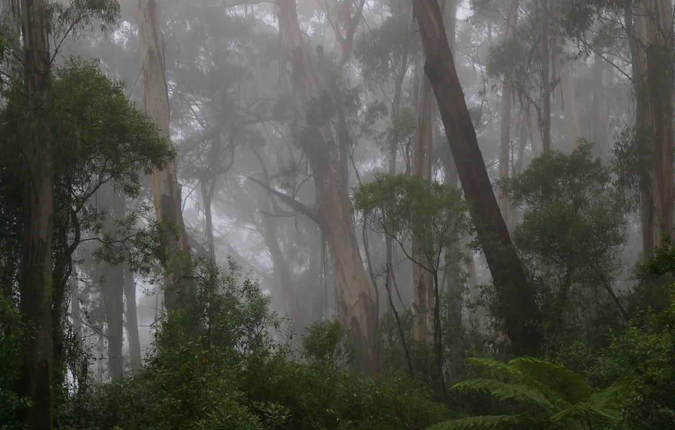 Фото обои лес, деревья, природа, туман, дождь, Австралия, Australia, New South Wales