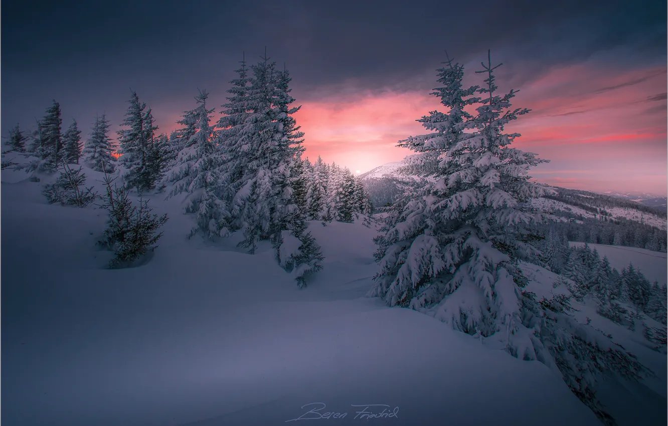 Фото обои зима, снег, закат, природа, холмы, елки, Friedrich Beren