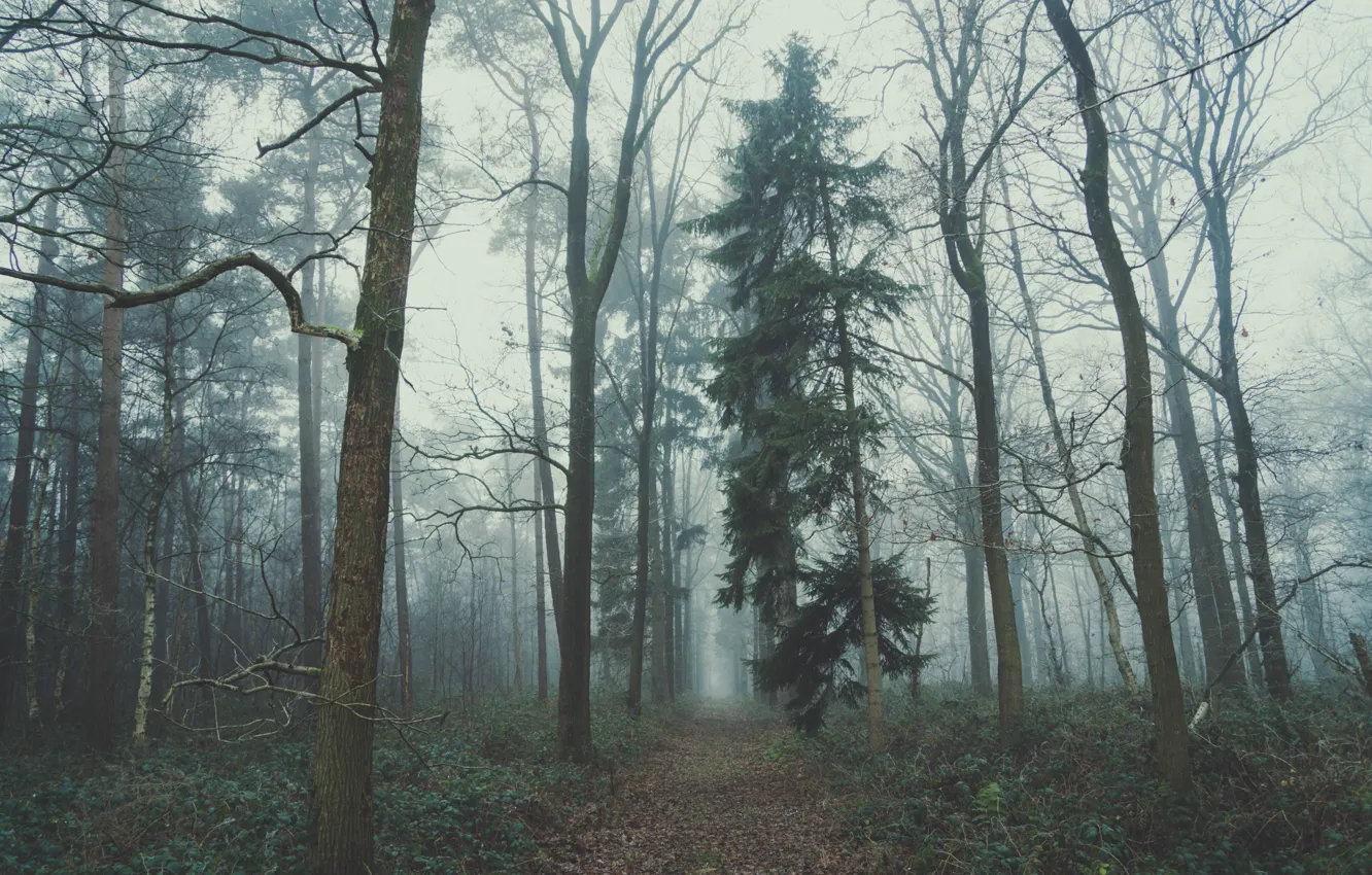 Фото обои лес, природа, туман, пасмурно, Бельгия, тропинка, Хоггед, Мария-Алтер