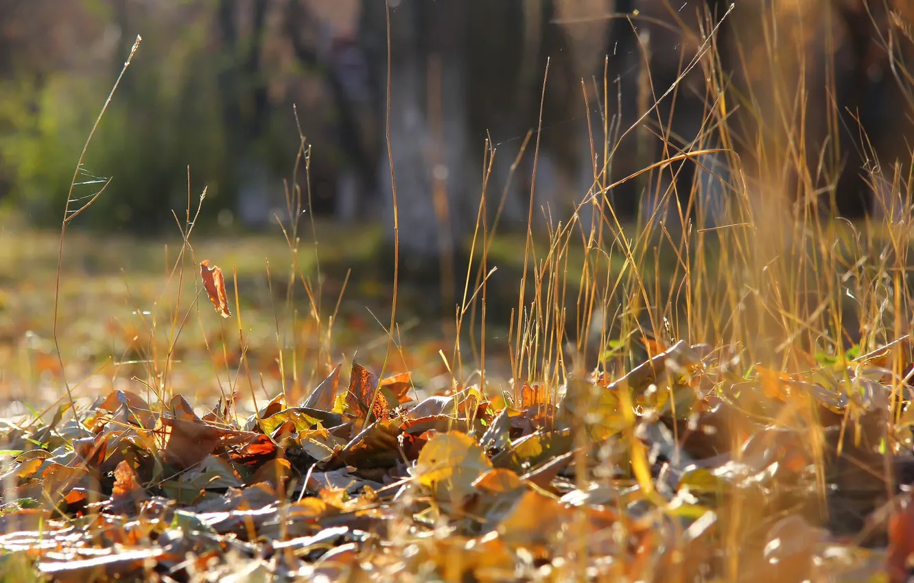 Фото обои осень, листья, фон, травка, сухостой
