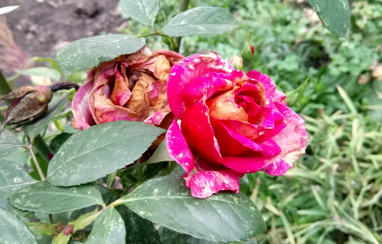 Фото обои Осень, Розы, Увяданье